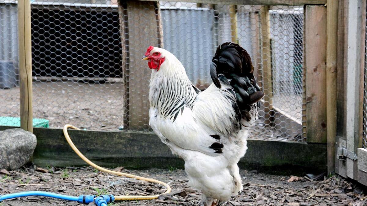 Skaper Familieliv Blant Fjaer Og Gris