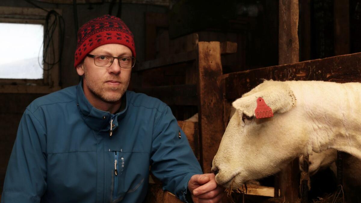 Hjorteparasitt Drep Sau