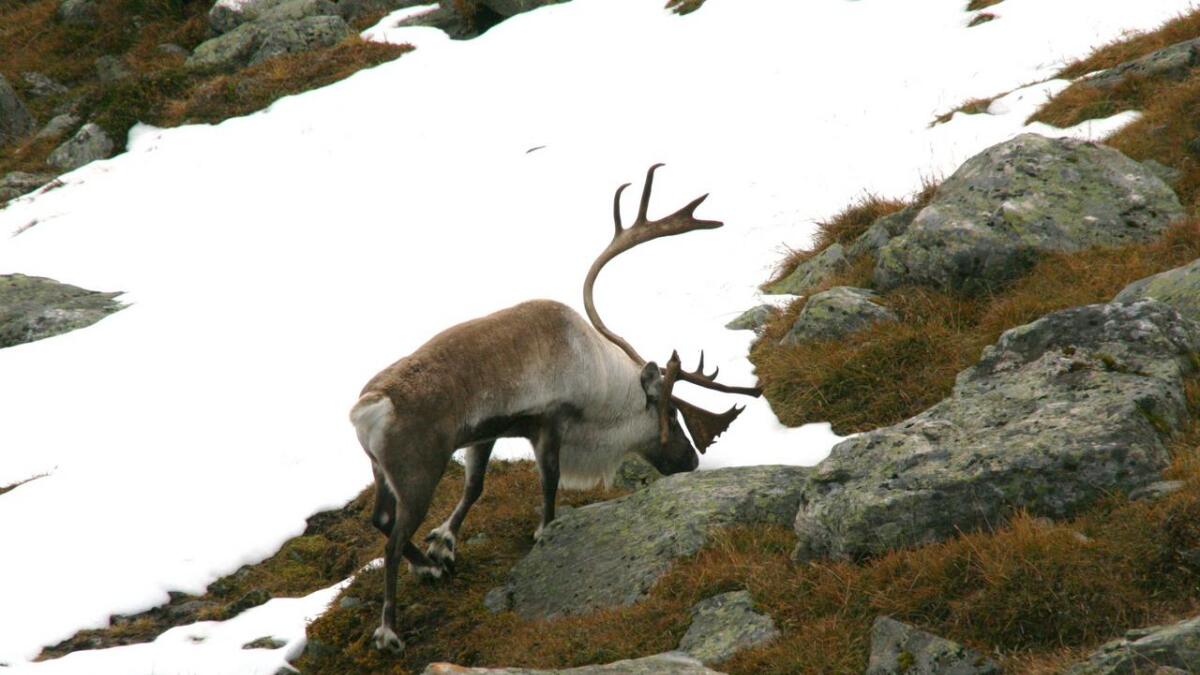 Påsketuristar i Nordfjella må melde frå til SNO dersom dei ser sjuke reinsdyr. Denne bukken er ikkje sjuk.