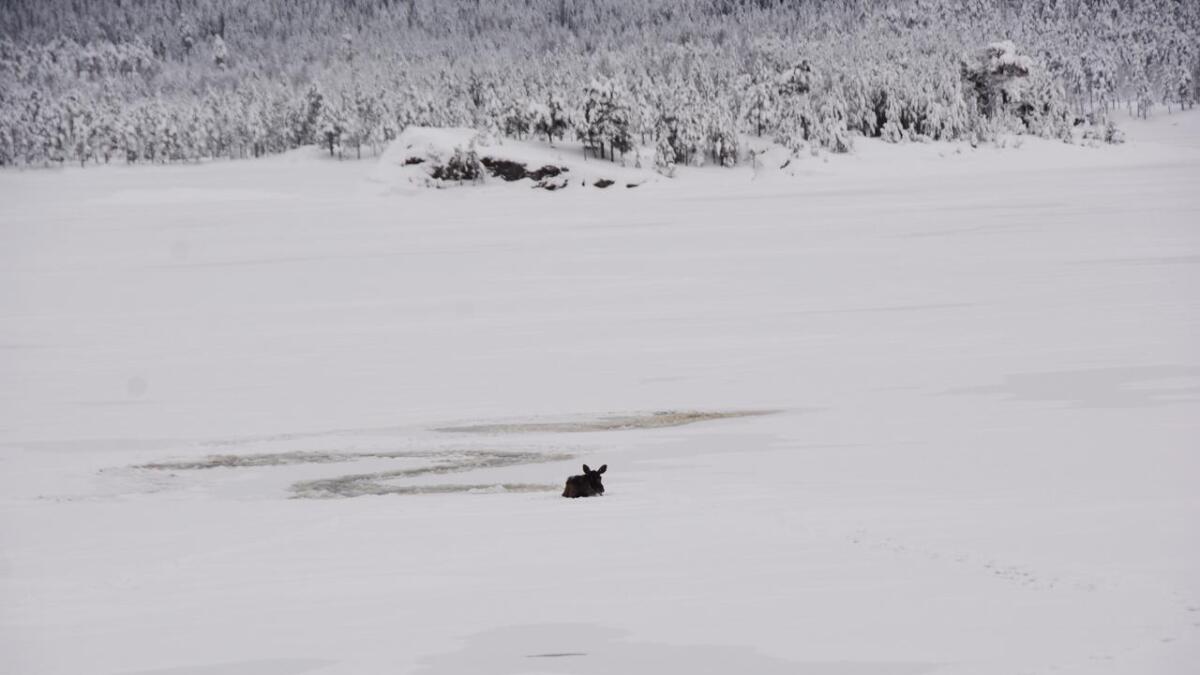 Ein elg var uheldig og gjekk gjennom isen på Vråvatn. Den vart avliva av viltkorpset.