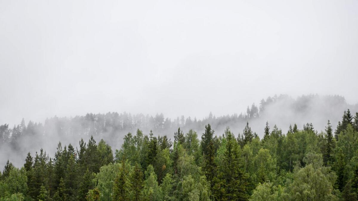 Det går 70–90 år frå frø til eit tre er klar for hogst. 120 serbiske skogplantarar bidreg sterkt til at norske skogar blir planta på ny.