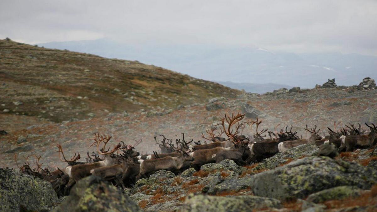 SNO sin informasjonssentral melder om strålande jaktforhold på Hardangervidda.