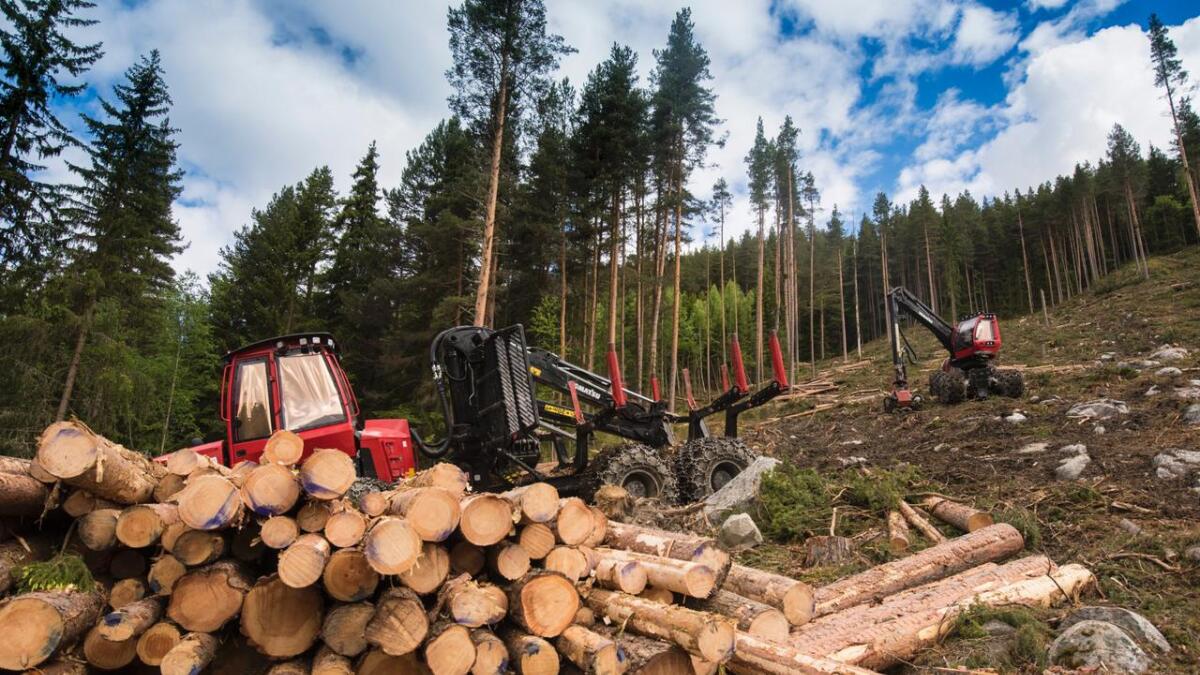 Store mengder med tømmer til god pris er transportert ut frå skogane i Hallingdal i år.