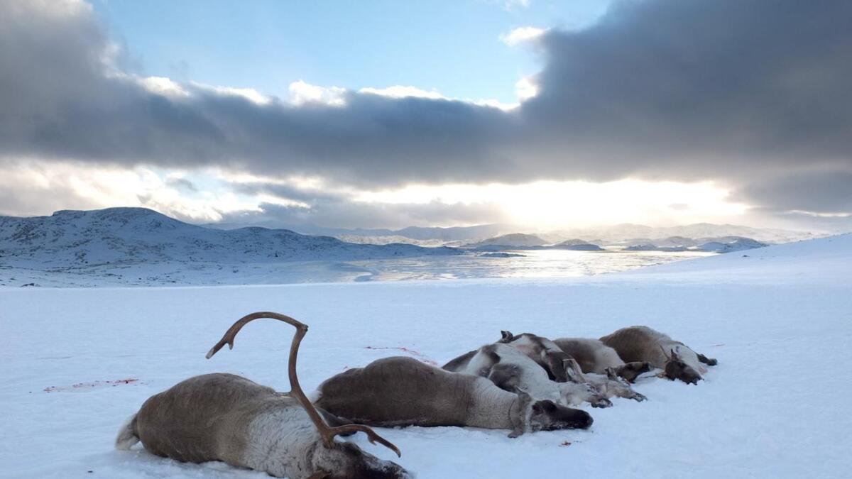 I løpet av nokre veker i fjor vinter vart godt over 2200 reinsdyr skote i Nordfjella sone 1.