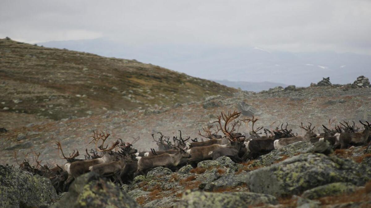 Forskarar frå NINA og oppsynspersonell frå SNO jobbar med å kartleggje korleis villrein og fotturistar ferdast i fjellet. I alt 80 teljeapparat er sett ut på Hardangervidda.