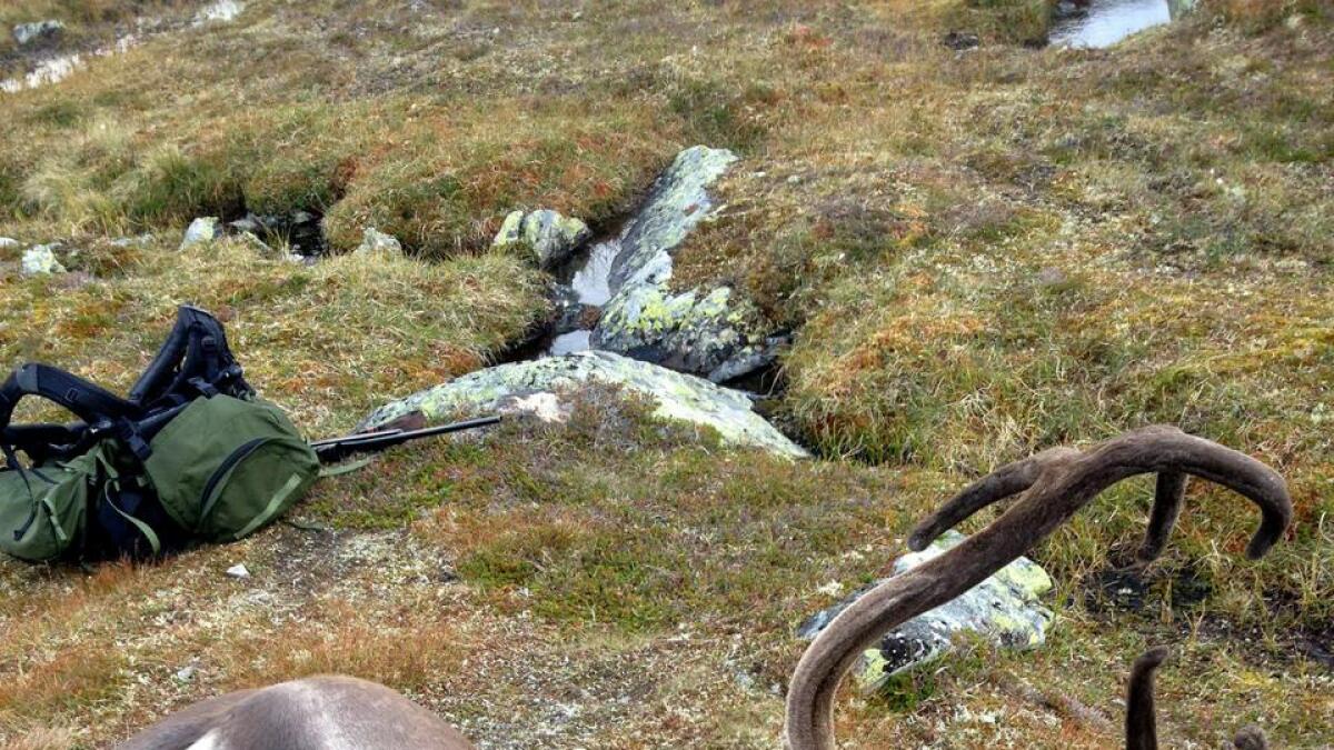 Så langt er det ikkje funne skrantesjuke dyr på Hardangervidda. Denne bukken vart felt for tre år sidan.