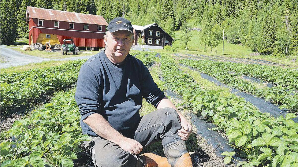 Helge Hellesø Lundgren er overtydd om at klimaet i Åmotsdal er skapt for jordbærdyrking.
