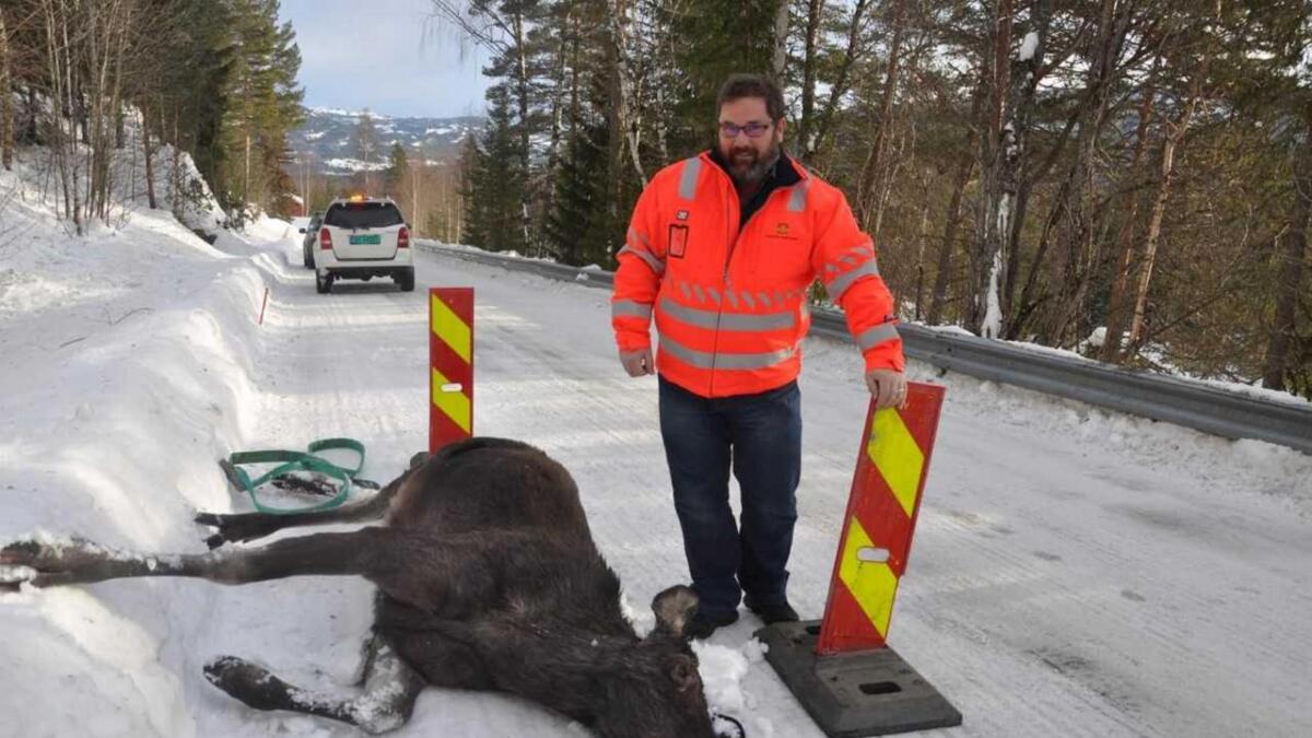 Det er ihelkøyrt rekordmange elgar langs vegar og jernbane i vinter.  Kjetil Andre Bø i Statens vegvesen ved ein død elg på Fv40  i Numedal i januar.