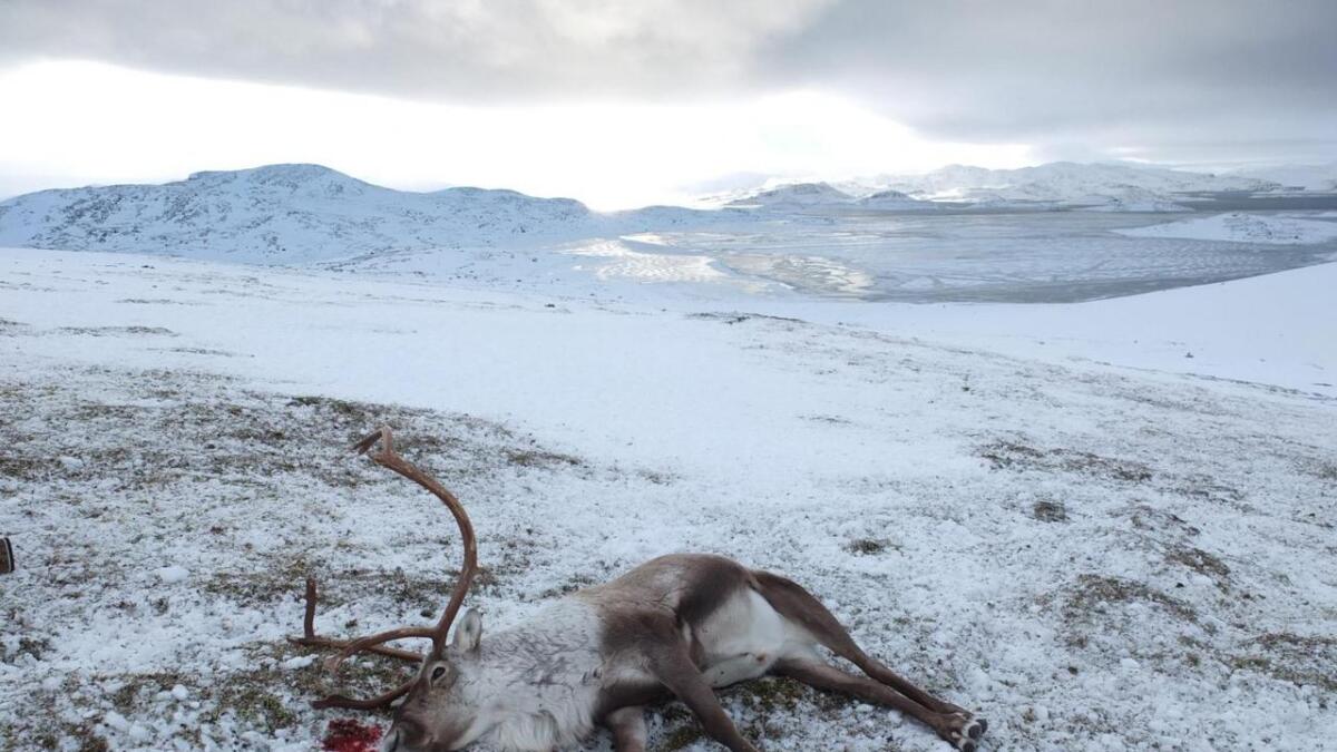 Statlege fellingslag jobbar no med å skyte ut heile villreinstammen i Nordfjella. Per 5. desember har dei skote 315 av kring 1500 dyr.