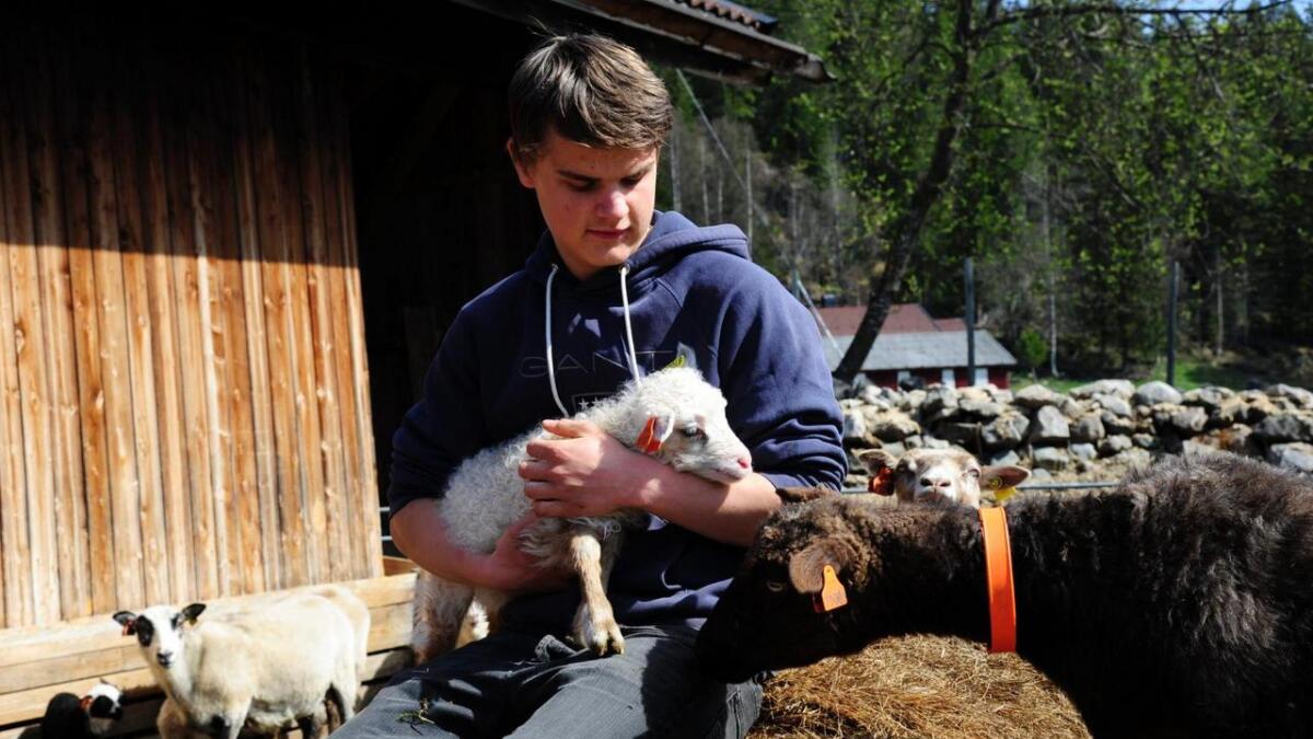 Martin Brøyn Jordalen (18) er agronomlærling i naturbruk og husdyrhald. Læretida tek han på eit sauebruk og Åsbøgrend og Økogarden i Hemsedal.