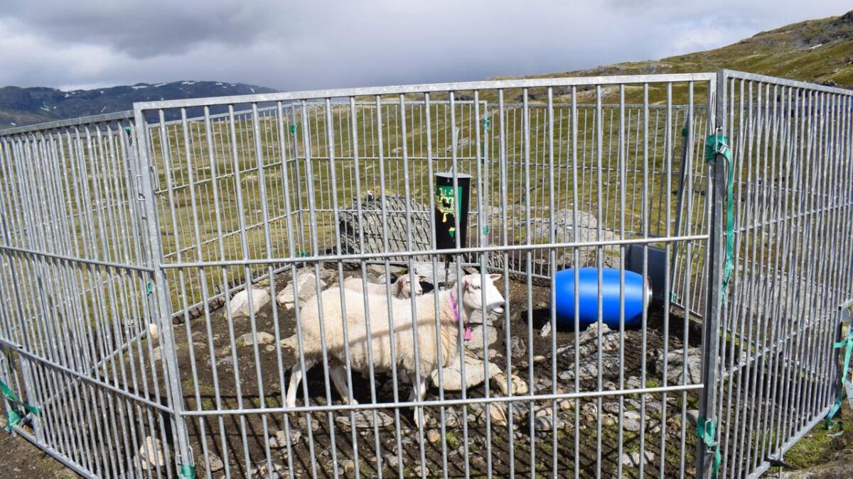 Sundag kom Ynglesdalen beitelag over ei søye og to lam som sat fast inne i ei saltsteinsgrind.