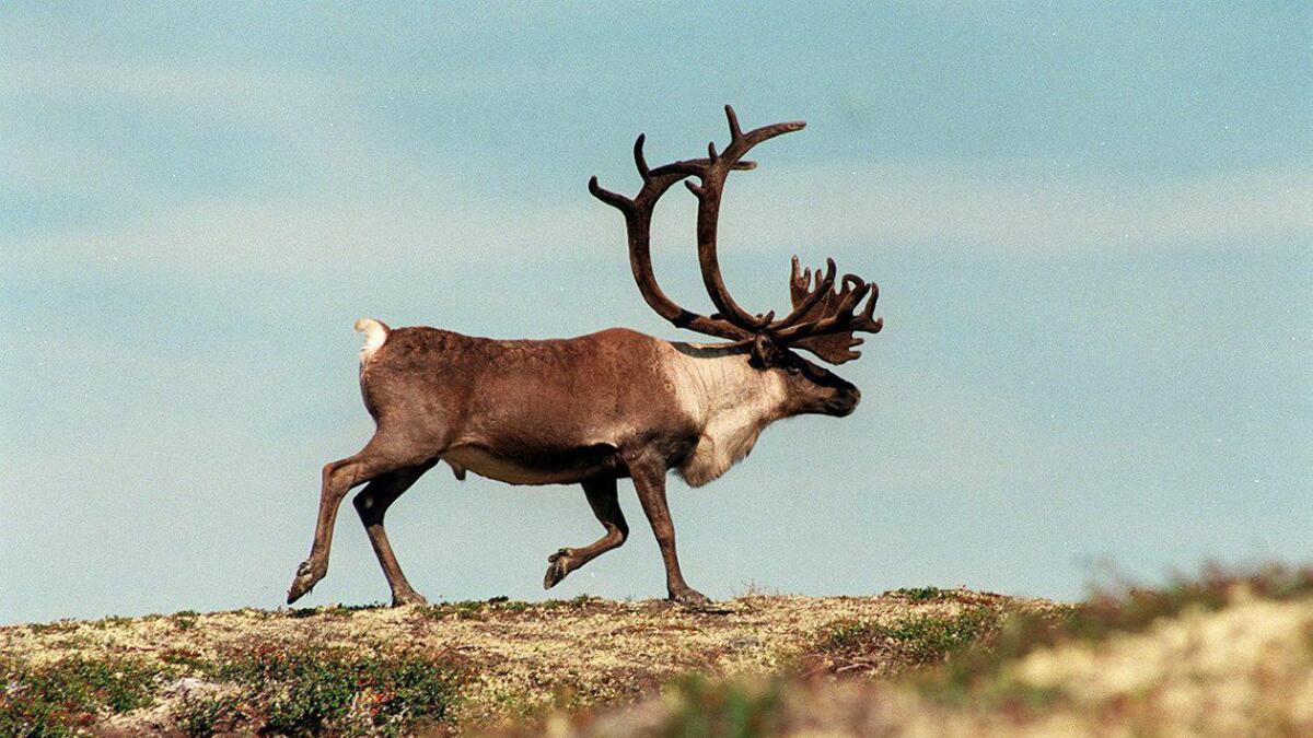 Jaktkvoten er ikkje klar før kring midten av april, men førebels ligg det an til bukkejakt i Hardangervidda villreinområde. (Arkiv