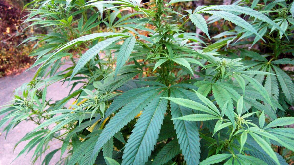Her fra en cannabis-plantasje oppdaget på Nedenes. Året var 2006.