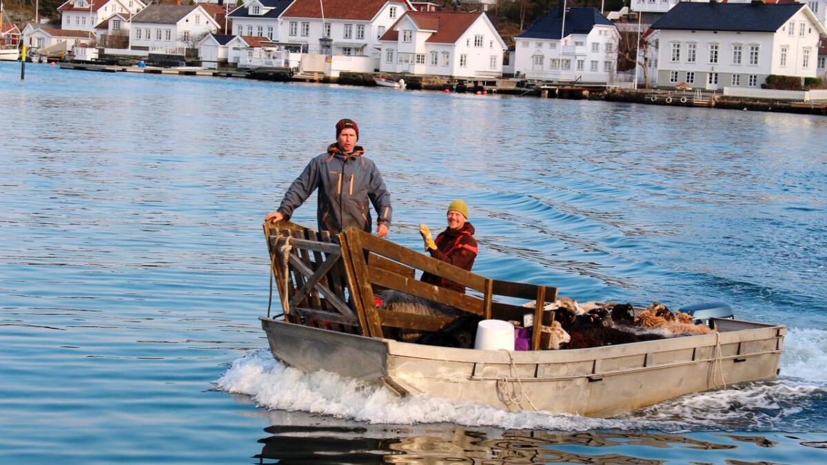 Tor Granerud og Anders Lyche Oppegaard er skjærgårdens sauegjetere sammen med hunden Dot.     Alle tre elsker å kjøre båt.
