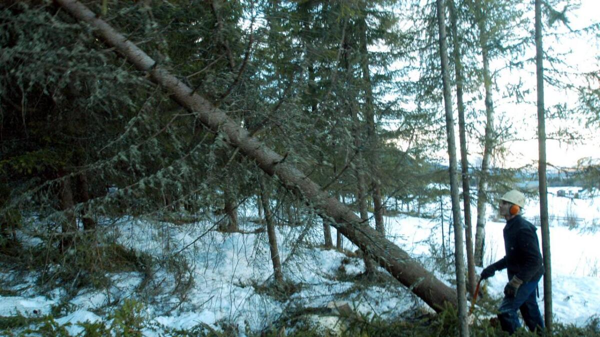 Ragnar Hulbaklien høgg i skogen i Grønlio.



Knut Flaget, Hemsedal køyrer med hesten



Majasokken