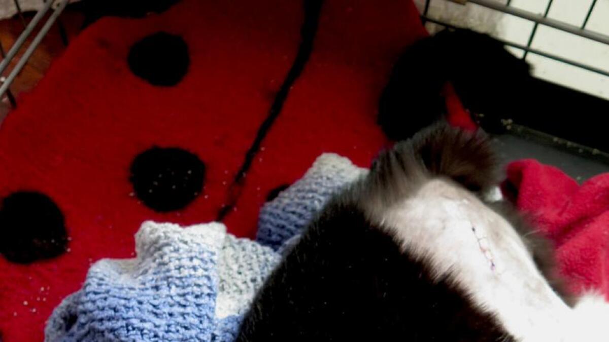 Katten Yatzy er snart i full vigør igjen etter å ha blitt operert for lårhalsbrudd. Kronerulling i sosiale medier betalte operasjonen for den tidligere gatekatten som nå er hos Dyrenes Hjelper i Arendal.
