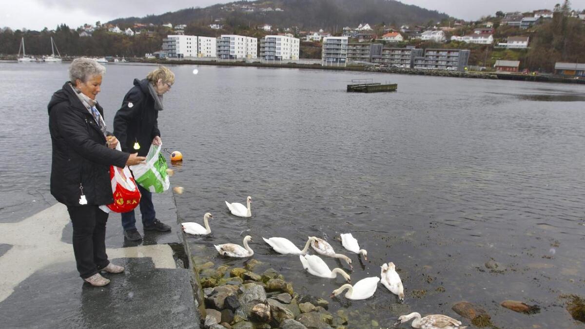 Åse Tveit og Evy Søfteland held fast på at det stundom er naudsynt å mata svanene i Os.