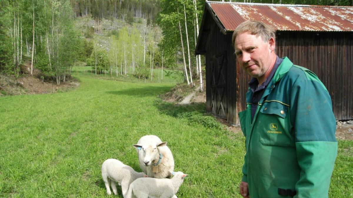Sauebonde Bjørn Ole Pettersborg i Flå fryktar at ulven har teke enda fleire sauer.