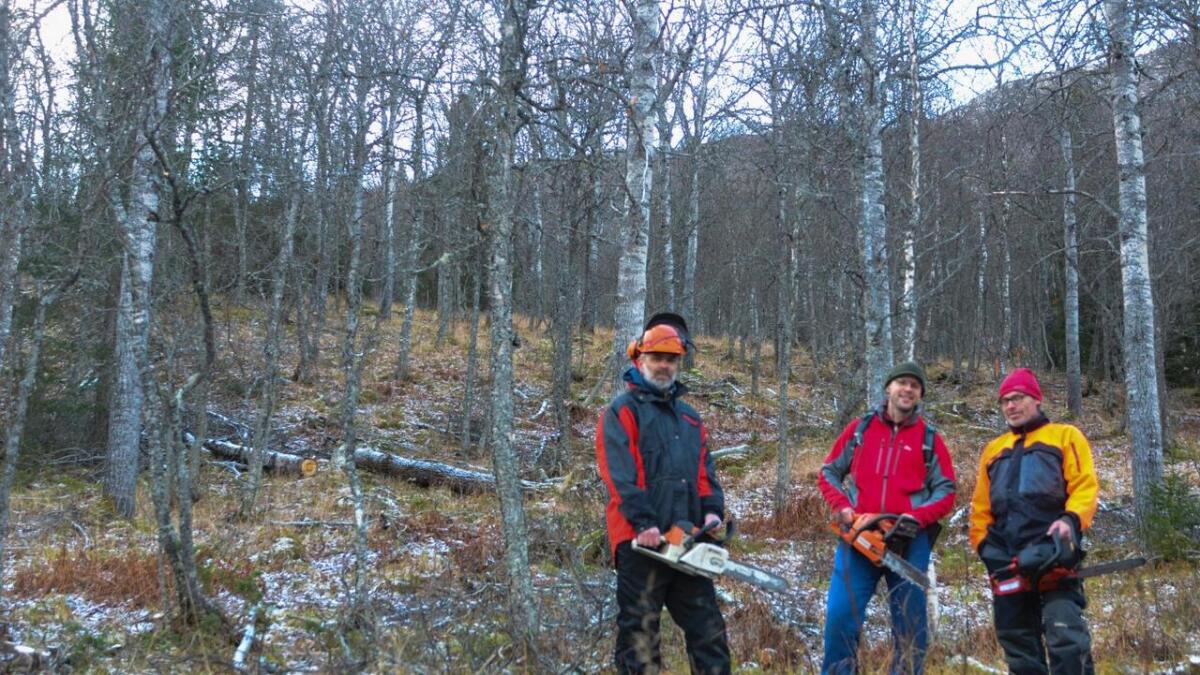 Desse karane har rydda skog i haust. F.v. Peter Sjögren, Gunnar Westholm og Per Ola Seim.