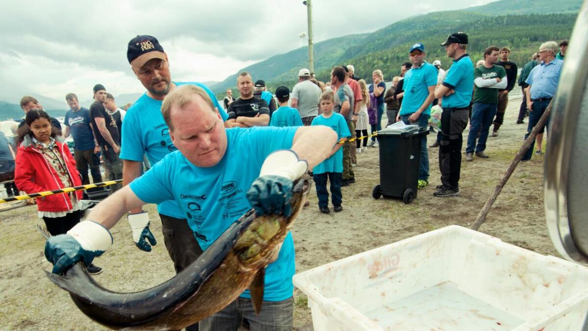 Gjeddefiskekonkurransen i Krøderen er populær. Men Gulsvik har meir å by på.