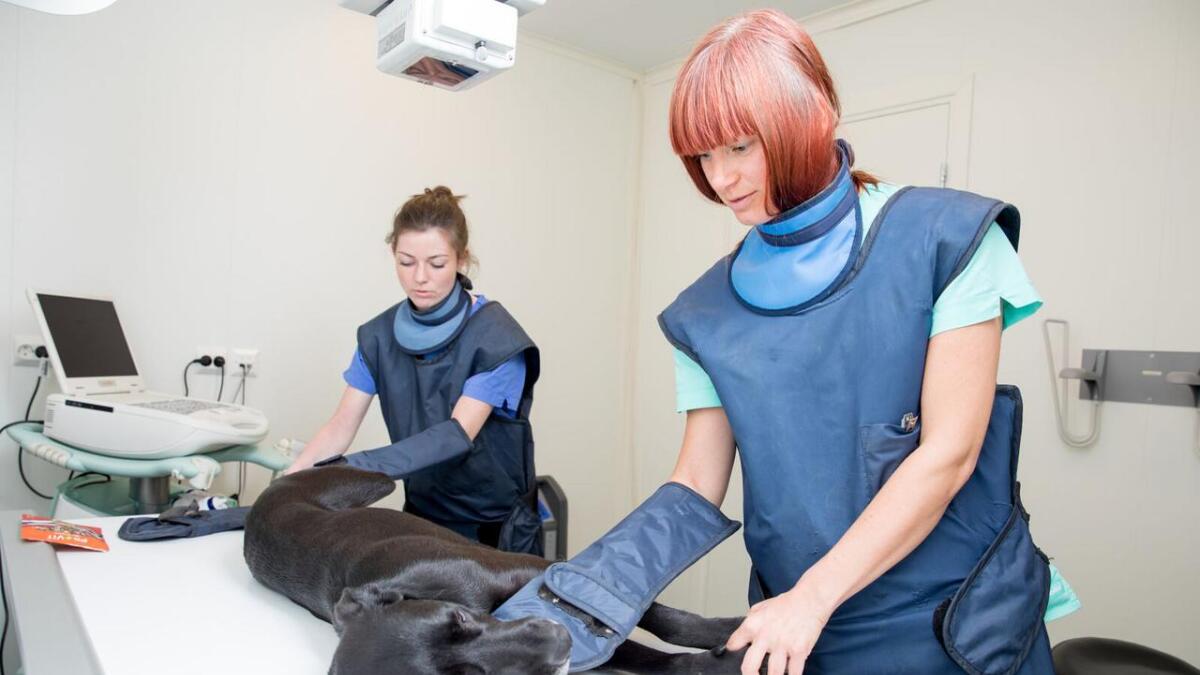 Veterinærene hos Os dyreklinikk undersøker en firbeint pasient