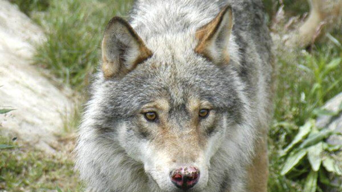 Å auke jaktperioden om våren skal gjere det lettare å ta ut ulv før beitesesongen, uttalar landbruksministeren. 	Illustrasjons