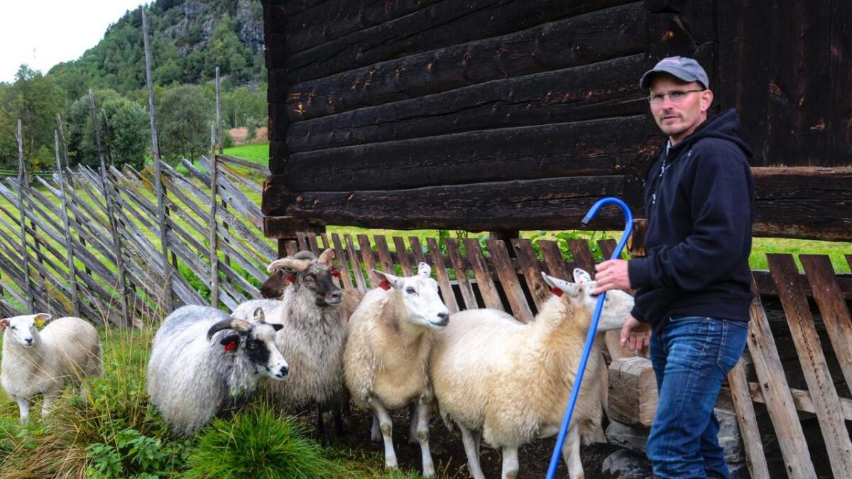 Mange bønder har hatt det stritt i sommar, men Reidar Martin Bogar Sørlie har klart seg greitt.