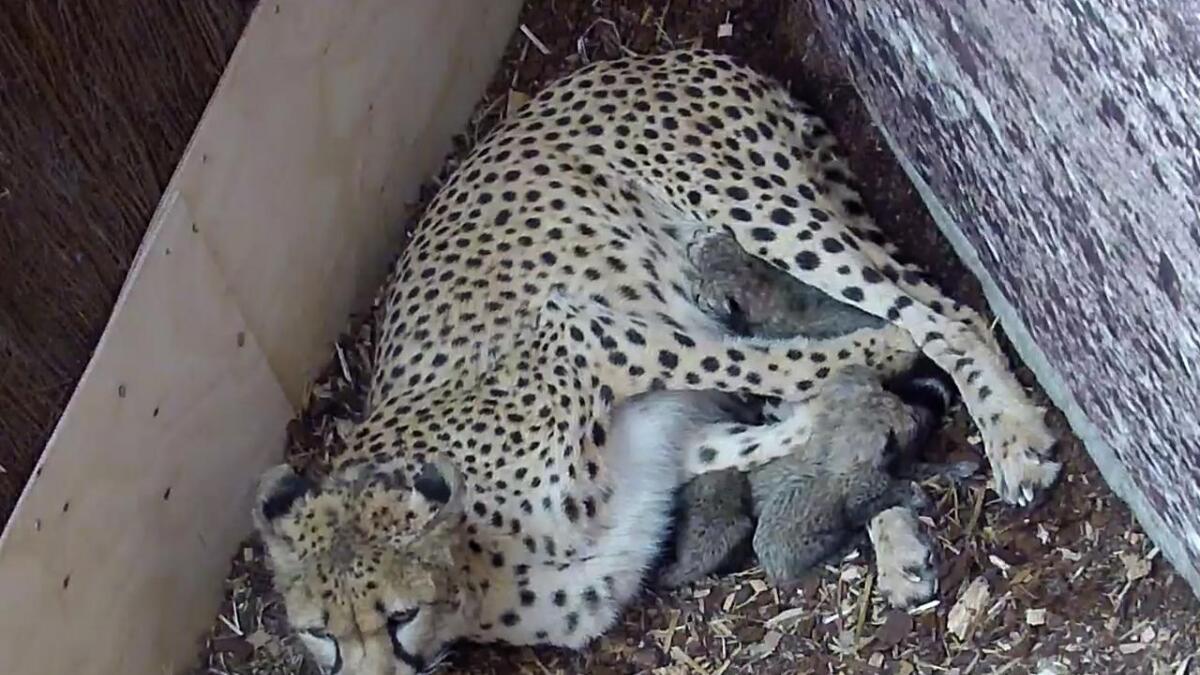 Geparden Kimani ble mor for første gang i helgen.