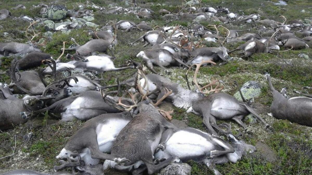 Ein flokk på 328 dyr vart drepen av lynnedslag på Hardangervidda i 2016. Analyse av lymfekjertlane viser at ingen av dyra var smitta av CWD.
