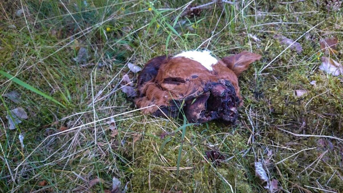 Berre hovudskallen låg att etter den nyfødde kalven i Åsgardane i Gol.