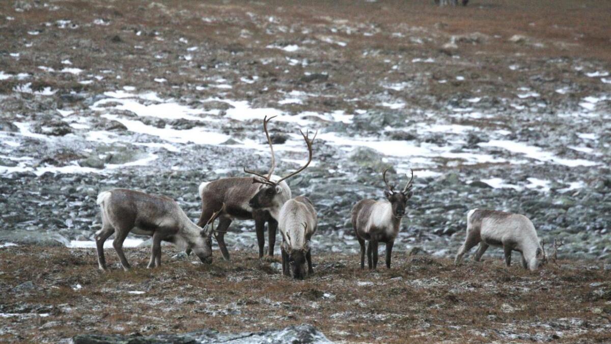 Fire teljingar siste året viser at vinterstamma på Hardangervidda er i underkant av 7000 dyr.