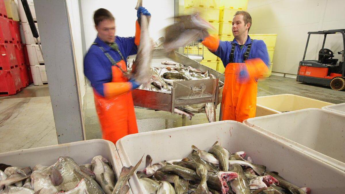 Kveldens første leveranse er i hus. Magnus Johansen og Hans-Eirik Olsen behandler skreien på Andenes fiskemottak.