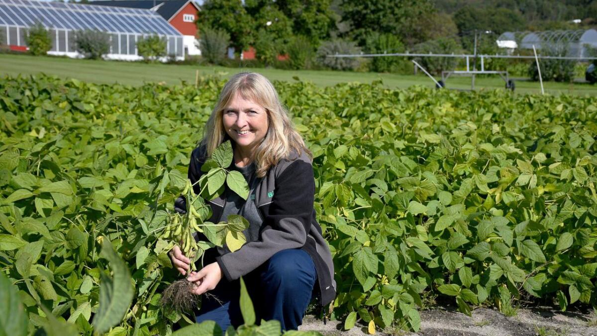 Ingunn Vågen forsker på grønnsakssoya ved Nibio i Landvik. Hun har forsket på ulike kålvekster, løk og belgvekster blant annet. Hun synes det er kjempespennende å se hvordan soyabønnene takler norsk klima.