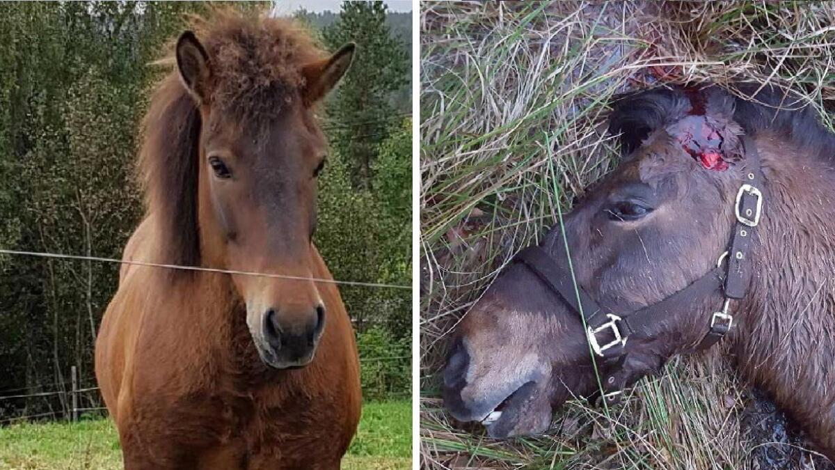 Islandshesten Toa (15) var i live da øret ble skåret av, det slår Veterinærinstituttet fast etter å ha undersøkt dyret. Politiet står helt uten spor i saken.