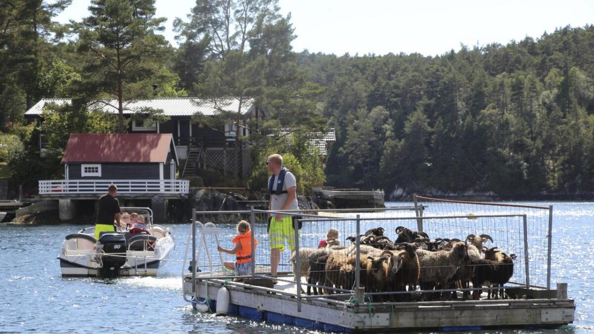 Bonde Tore Lekven styrer båten medan kompis Glenn Hovland og Lekvens tre døtrer passar på sauene.