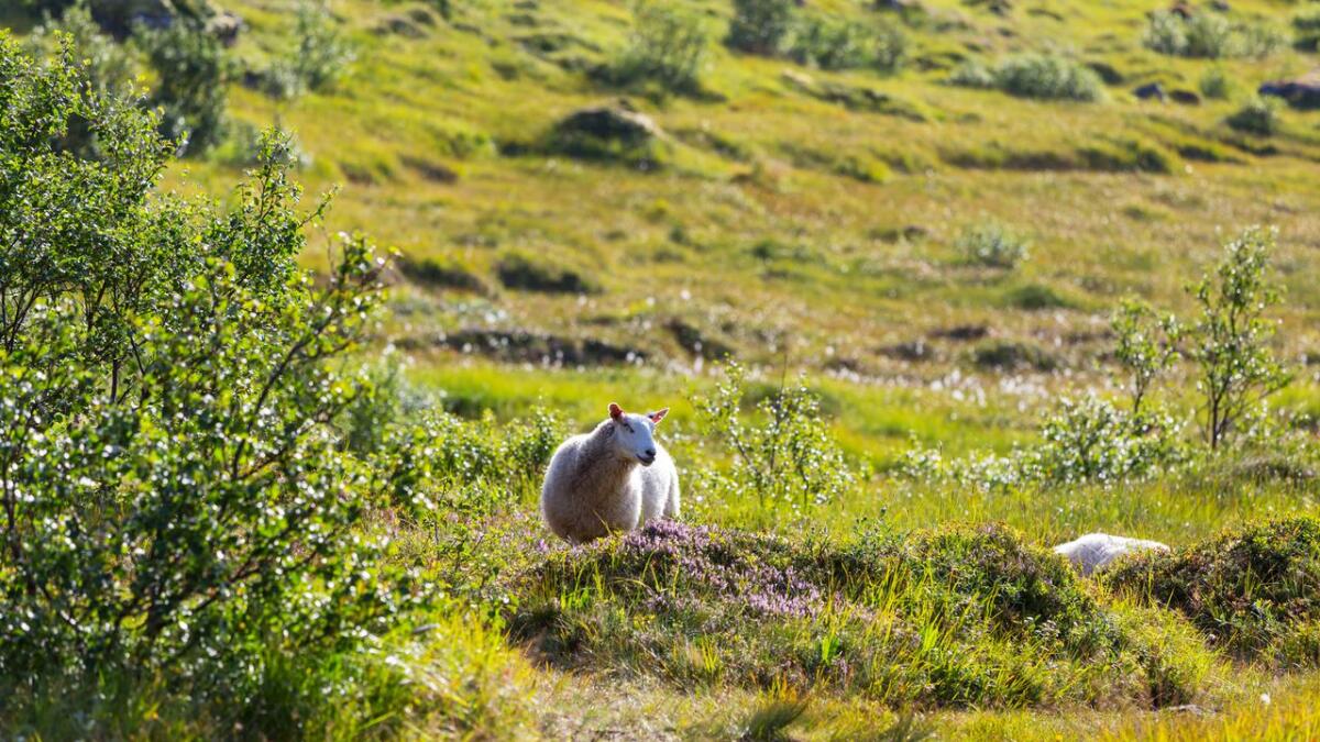 Ein sau og eit lam i Håvikdalen vart sist helg biten til daude. Meldarar trur dei er biten av ein hund. (Illustrasjons