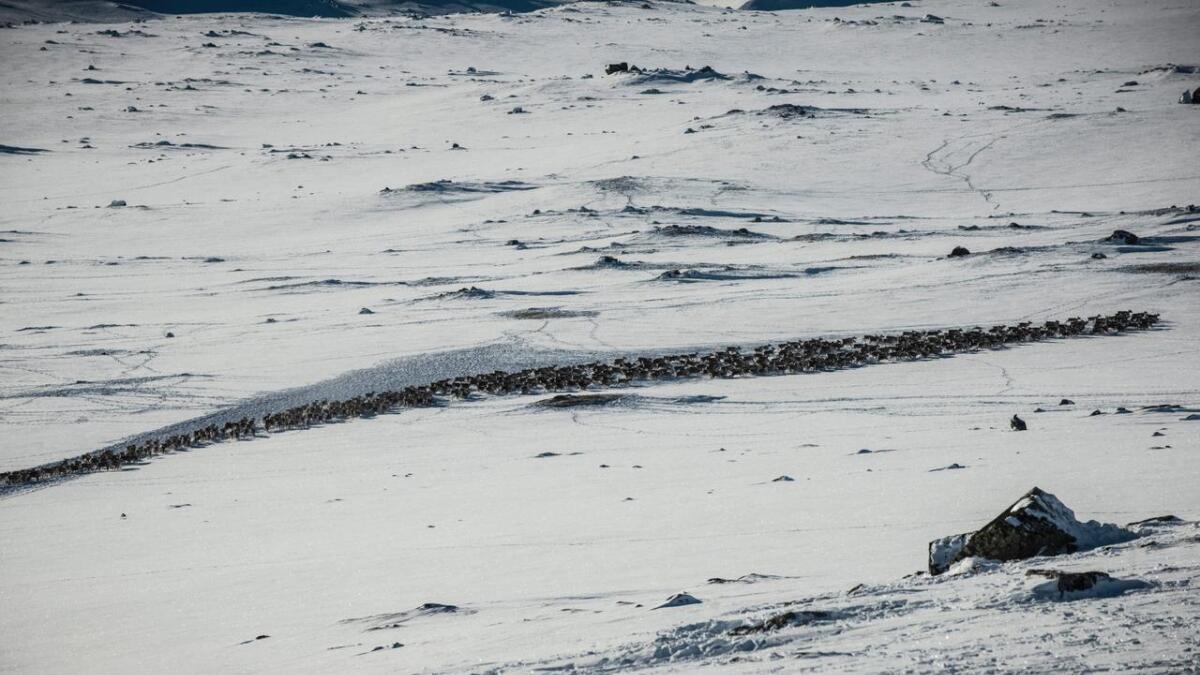 Villreinstamma i Nordfjella sone 1 skal avlivast innan 1. mai 2018.