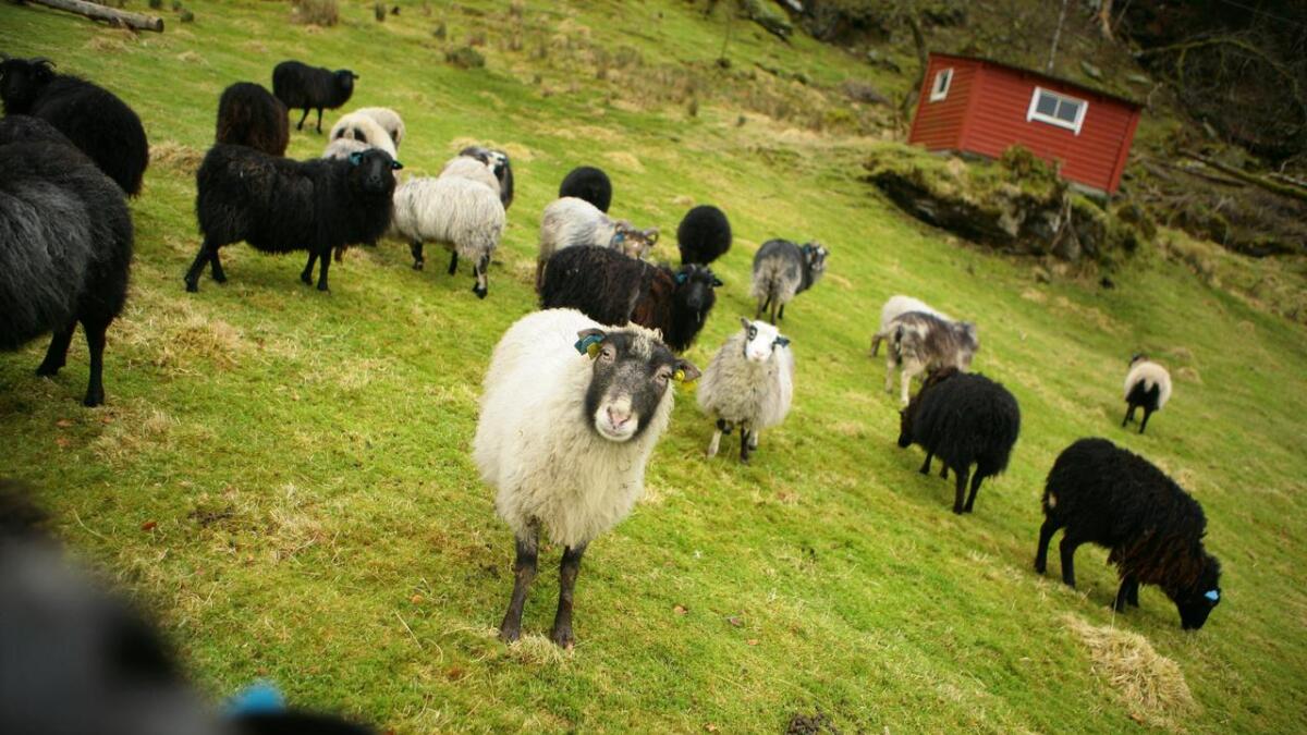 Norsk jordbruk er avhengig av føreseielege vilkår. Fire år med blåblå politikk har utfordra dette, skriv leiaren for Hordaland Bondelag.