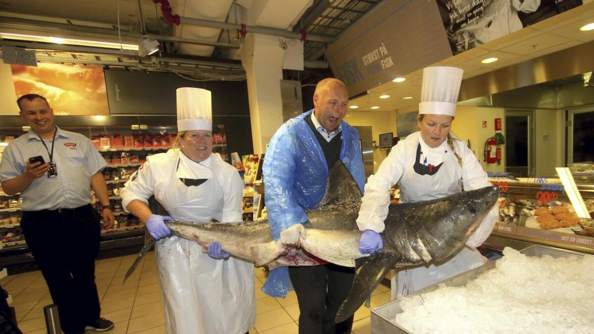 Det var mykje bal med å få den 71 kg tunge trønder-haien på disken fredag. Sissel Sperrevik, Jan Ingolf Lyssand og Mona Haugland lukkast til slutt etter litt blod, sveitte og tårar.