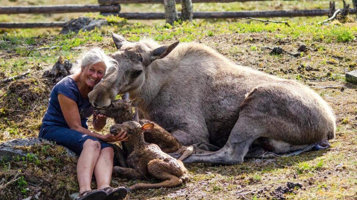 Få mennesker har fått oppleve elgfødsel. Men det har Tuva Thorson ved Langedrag Naturpark.