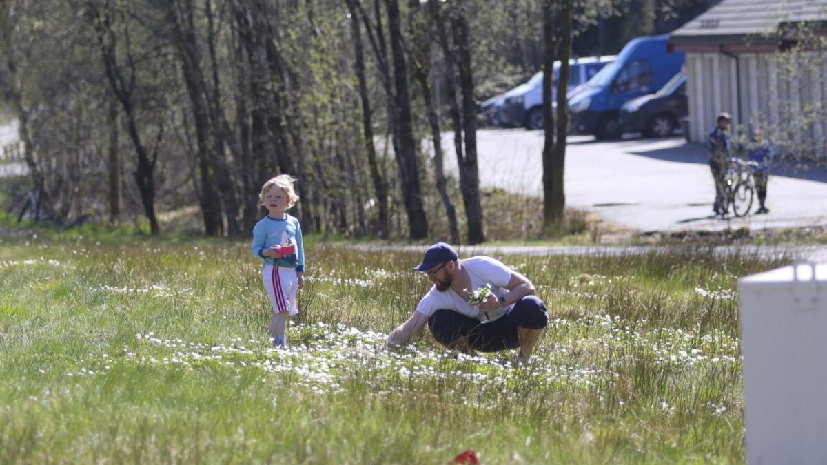Far og son plukker blomar i vegkanten ved Skeisheia.