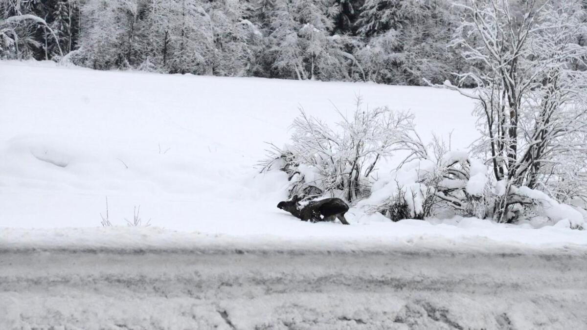 Like før den vart skote prøvde elgen å reise seg i snøen. Elgen var sterkt avmagra.