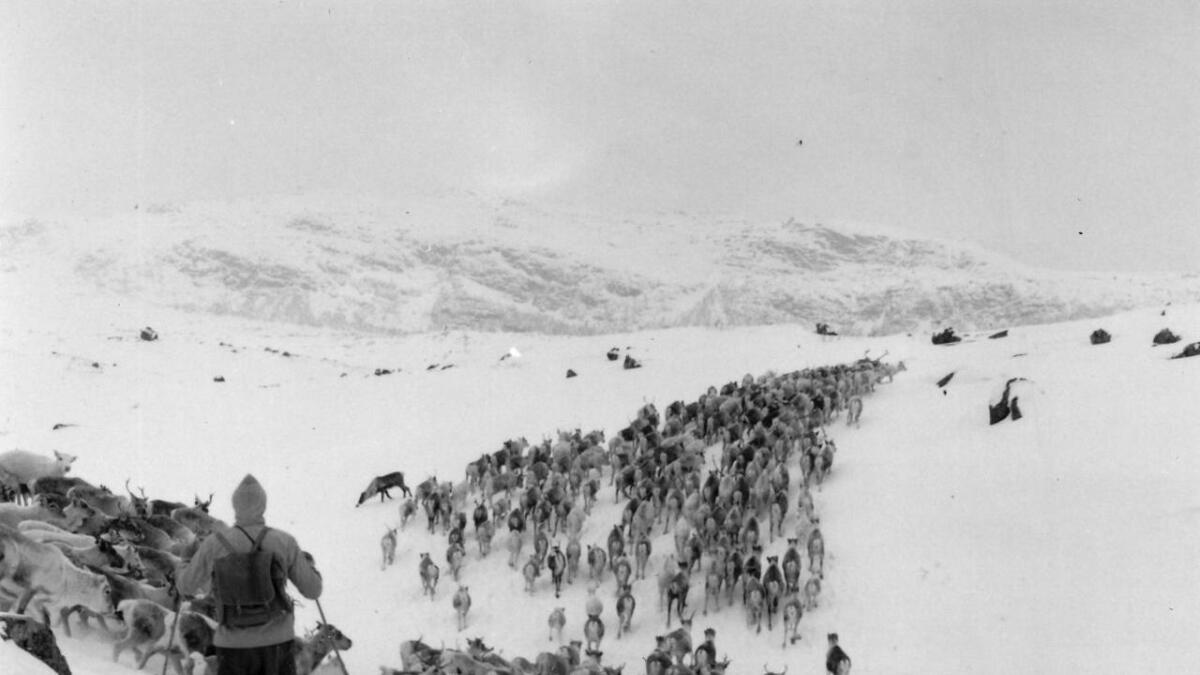 Reingjetarar var fast innslag på  Hardangervidda i mange tiår. Tam- reindrift sør i fjell- heimen strekkjer seg  tilbake til 1780-åra.