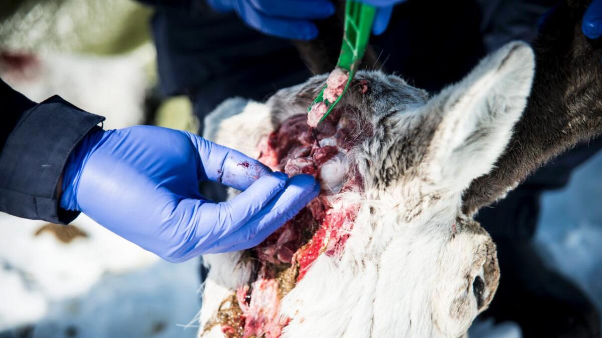 Nordfjella og Selbu vert rekna som nasjonale kartleggingsområde for skrantesjuke. Derfor pålegg Miljødirektoratet jegerar i desse områda å ta prøver frå alle dyr som vert felt i jakt.