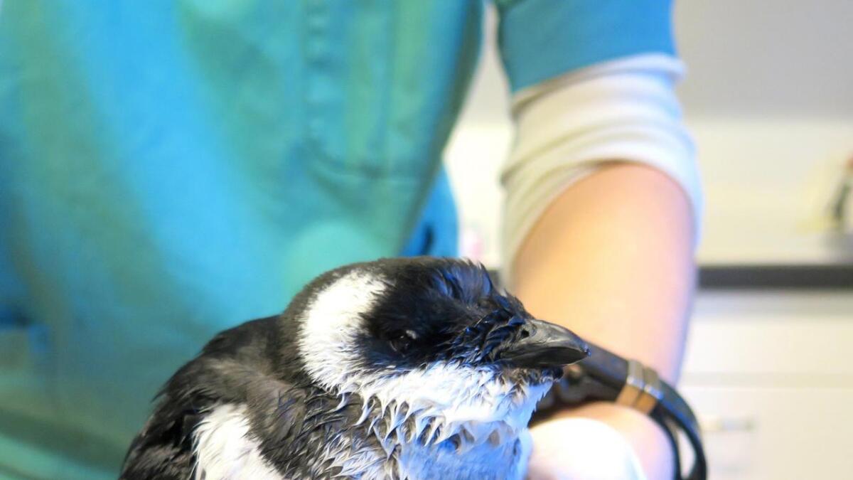 Dyrlegen Camilla Lilleholt ved Agder dyreklinikk undersøker den lille alkekongen «Pingu» som har blitt levert inn etter at den var strandet etter stormen «Nina».