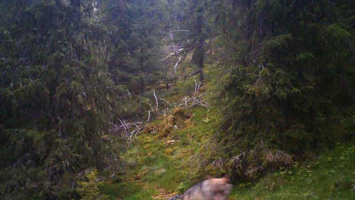 Ulven vart fotografert av eit viltkamera i ytre Nes. No er det slått fast kor han kom ifrå.