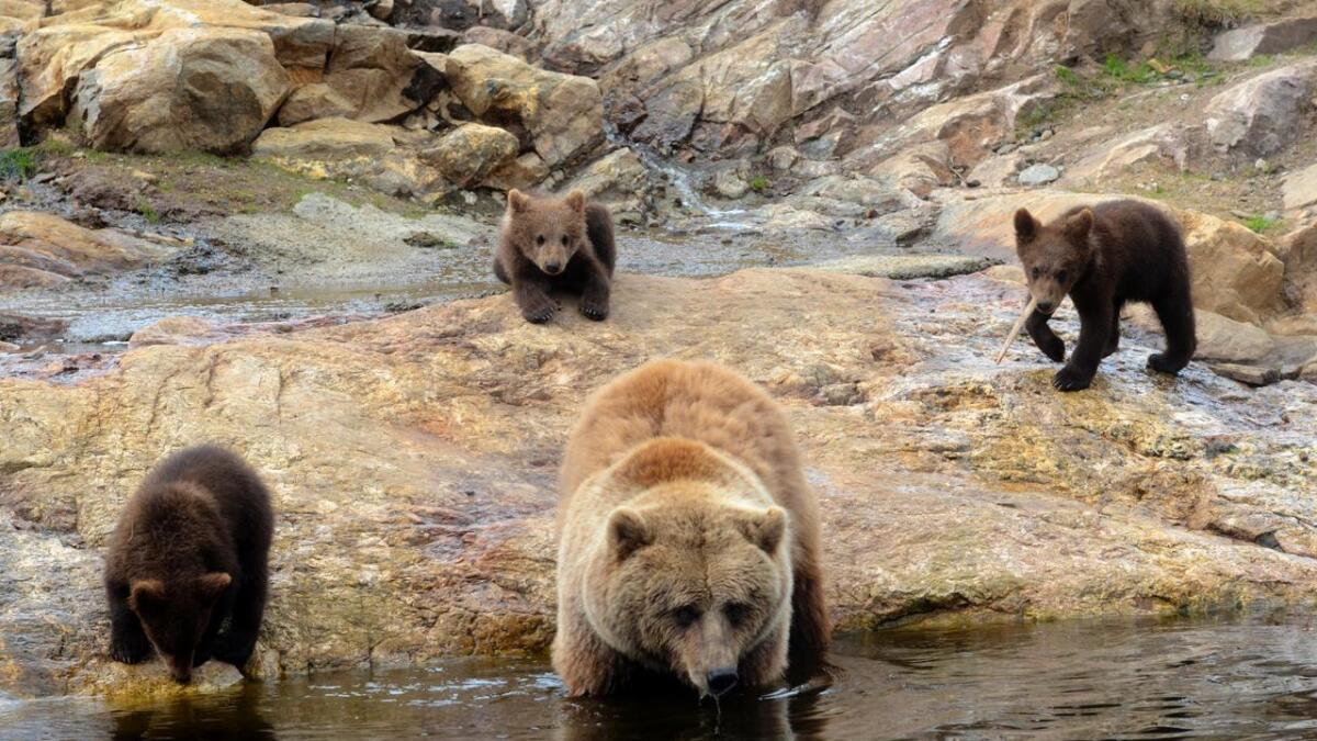Det er ikkje berre bjørnemødre og bamseungar som skal få plaske i Bjørneparken til sommaren. No blir bading også eit tilbod til borna.
