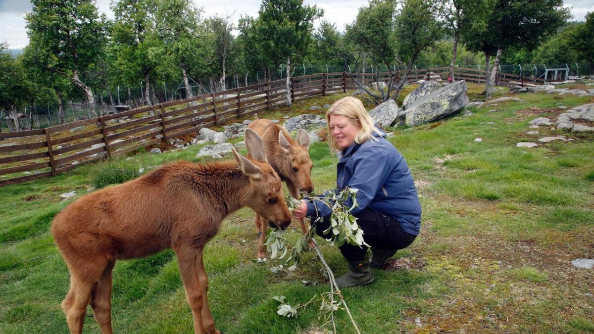 Dyrepassar Anne Grete Lindvik måtte steppe inn som elgmor då elgen Svea døydde rett etter fødselen. Her er ho saman med Ea og Elke sommaren 2015.