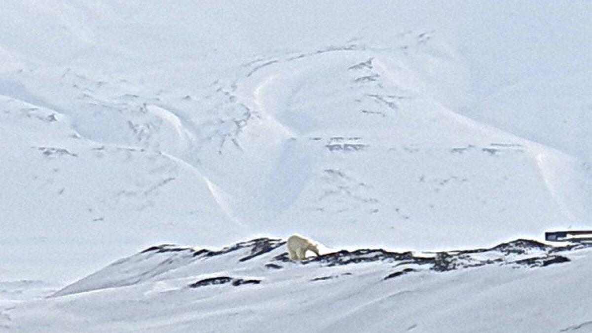 Ser du isbjørnen midt i bildet? Den fekk Olav Magne Hovden og kollegaene i Hæhre besøk av i Svea.