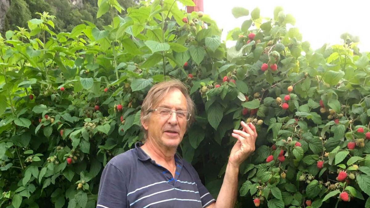 Oddvar Storli er stornøgd med årets bær. Totalt har familiebedriften 1.000 bringebærplantar fordelt over eit dekar.